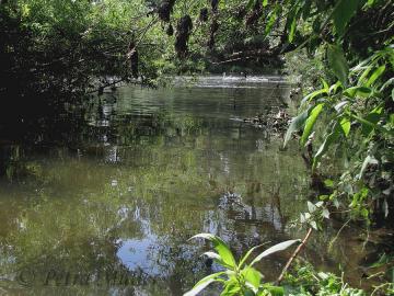zum Vergrößern anklicken Mündung der Sulm in den Neckar