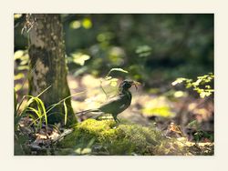 wieder duftet der Wald