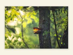 lichtdurchwoben