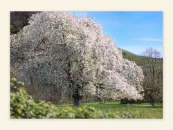 der Frühling ist waldeigen ...