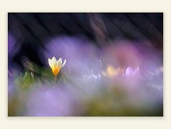 will dir den Frühling zeigen ...