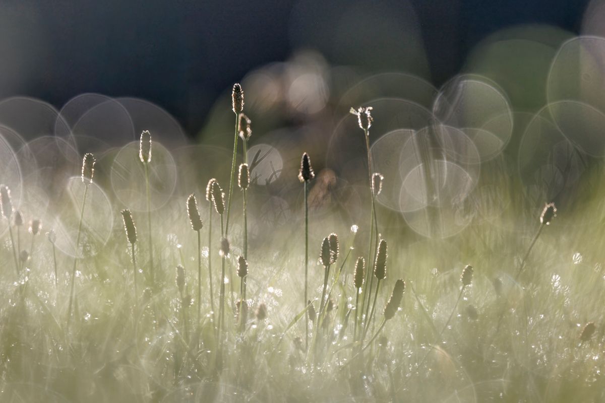 Wiesenhalme im Morgentau mit weichen Bokeh-Kreisen im Gegenlicht
