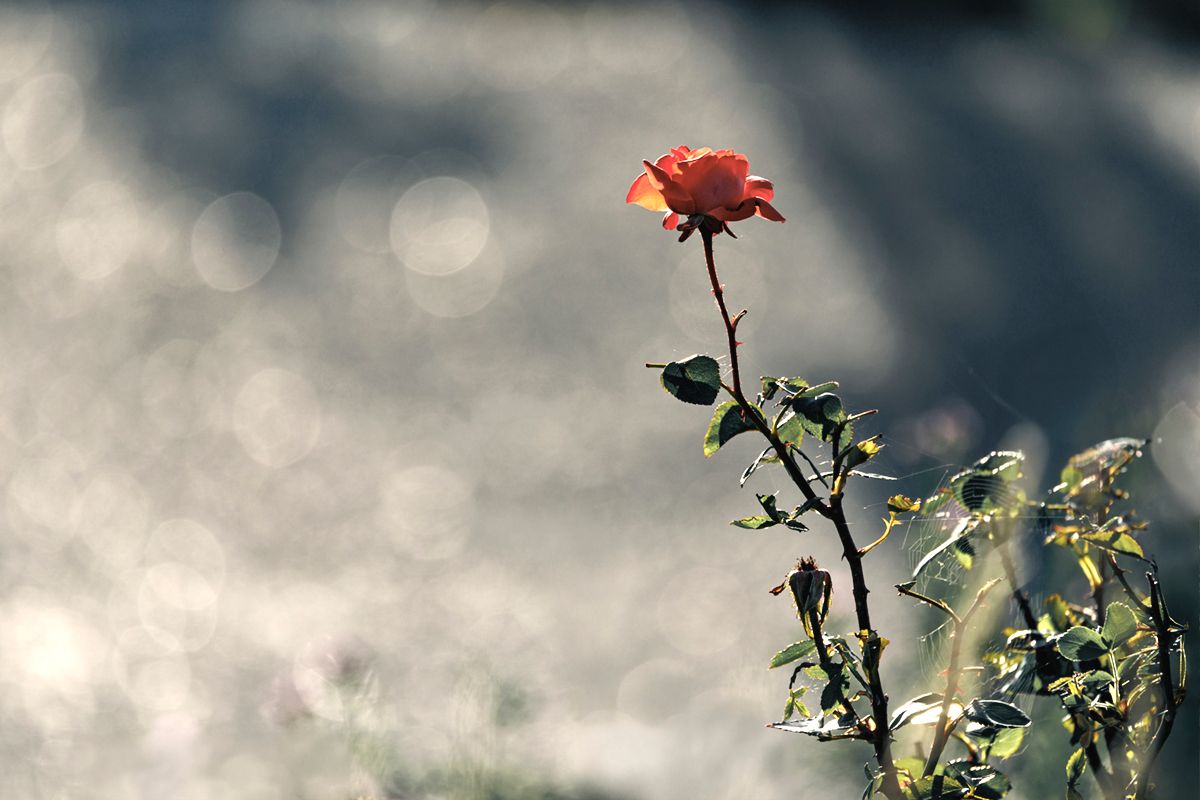 Einzelne Rose mit Dornen im Gegenlicht vor hellem Hintergrund