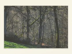 Vorfrühling